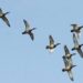 Wildlife Deptt Kashmir warns against sale/purchase/ possession of Scheduled birds