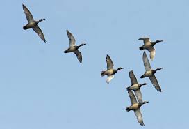 Wildlife Deptt Kashmir warns against sale/purchase/ possession of Scheduled birds