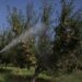 Repeat spraying of orchards not needed, say experts