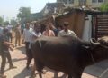 Jammu Municipal Corporation takes action against unregistered dairies