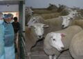 Javid Dar assesses functioning of Sheep Breeding Farm Khimber