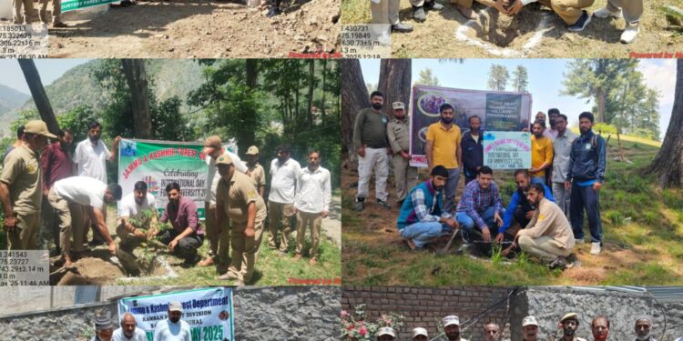 Ramban Forest Division celebrates International Day of Biodiversity with plantation drives