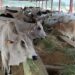 ADM Reasi bans transportation of bovine animals