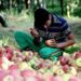Kashmir fruit growers union urges dealers to keep prices affordable