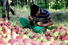 Kashmir fruit growers union urges dealers to keep prices affordable