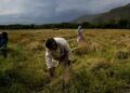 Mustard stubble used as mulch to improve soil fertility, conserve moisture & suppress weed growth: Agri. Kashmir