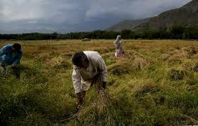 Mustard stubble used as mulch to improve soil fertility, conserve moisture & suppress weed growth: Agri. Kashmir