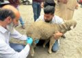 Vaccination drive for FMD control programme inaugurated at Dir. of Sheep Husbandry Kashmir