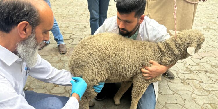 Vaccination drive for FMD control programme inaugurated at Dir. of Sheep Husbandry Kashmir