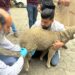 Vaccination drive for FMD control programme inaugurated at Dir. of Sheep Husbandry Kashmir