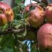 Crop Insurance Scheme only option, say hailstorm-hit fruit growers