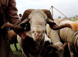 Director FCS&CA reviews availability, pricing of mutton-poultry ahead of Eid-Ul-Azha