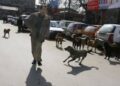 Canine terror returns to haunt Kashmir