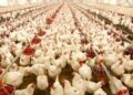 DCDRC B’la orders Rs.14.41 lakh compensation to poultry farmers over defective feed