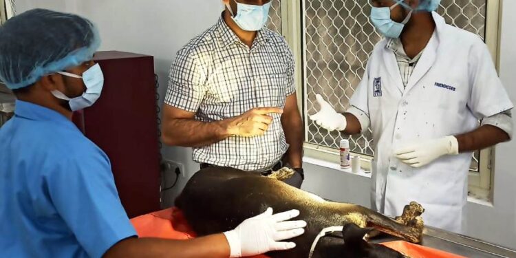 JMC intensifies efforts to control Stray Dog Population