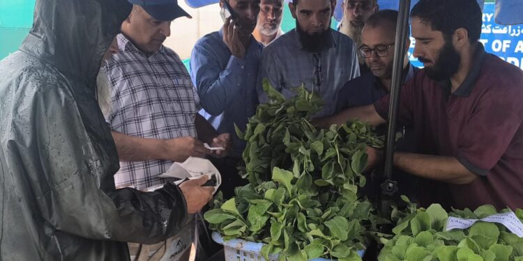 Director Agri. launches vegetable seedling distribution drive at Kitchen Garden Lalmandi Srinagar