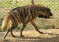 Striped Hyenas arriving in Jambu Zoo