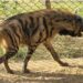 Striped Hyenas arriving in Jambu Zoo