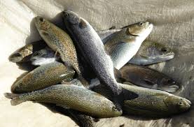 Fisheries Department stocks imported Brown Trout seed in trout waters of District Budgam