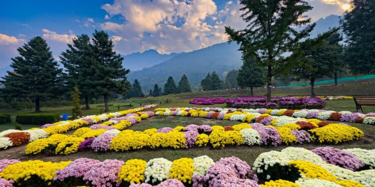 Department of Floriculture, Gardens & Parks Announces Winners of Chrysanthemum Theme Garden Reel and Photography Competitions