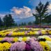 Department of Floriculture, Gardens & Parks Announces Winners of Chrysanthemum Theme Garden Reel and Photography Competitions