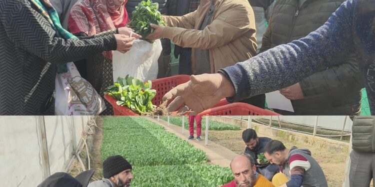 Director Agriculture inaugurates Sale of Vegetable Seedlings at Kitchen Garden Lalmandi