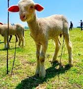 Sheep Husbandry Department Shopian achieves major Milestones in 2025–26, boosts Rural Livelihoods