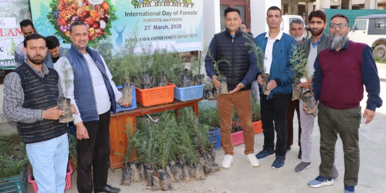 Forest Department launches sale of conifer plants