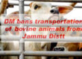 DM bans transportation of Bovine animals from Jammu District