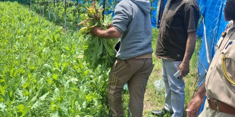 Nasha Mukt JK Abhiyan Shopian Admin intensifies crackdown on drug trafficking, illegal poppy cultivation