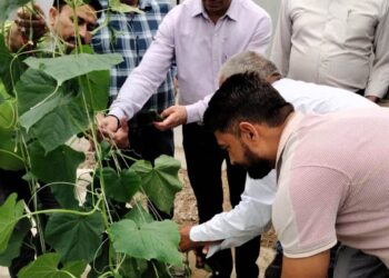 Samba: HADP beneficiary grows Seedless Cucumber in Hi-Tech Poly House