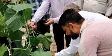 Samba: HADP beneficiary grows Seedless Cucumber in Hi-Tech Poly House