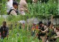 Illegal Poppy Cultivation destroyed in Bandipora; Two Cases registered
