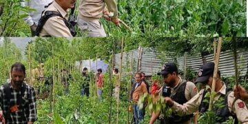 Illegal Poppy Cultivation destroyed in Bandipora; Two Cases registered
