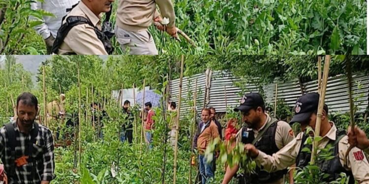 Illegal Poppy Cultivation destroyed in Bandipora; Two Cases registered