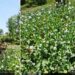Central Kashmir Excise Range destroys illegal poppy cultivation at multiple locations