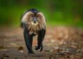 Hilal Malik wins inaugural forestry, wildlife photography competition