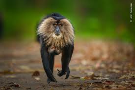 Hilal Malik wins inaugural forestry, wildlife photography competition