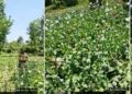 Central Kashmir Excise Range destroys illegal poppy cultivation at multiple locations