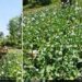 Central Kashmir Excise Range destroys illegal poppy cultivation at multiple locations
