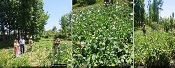 Central Kashmir Excise Range destroys Poppy cultivation at multiple locations