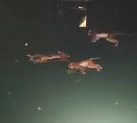 Jal Shakti department issues clarification on drowning of monkeys inside GSR at Shiv Khori