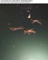 Jal Shakti department issues clarification on drowning of monkeys inside GSR at Shiv Khori