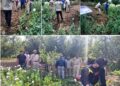 Central Kashmir Excise Range intensifies crackdown against illicit cultivation of Narcotic Crops