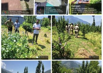 Central Kashmir Excise Range destroys Poppy cultivation at multiple locations