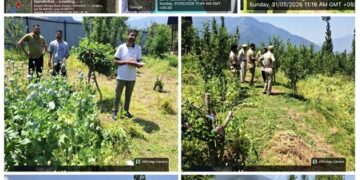 Central Kashmir Excise Range destroys Poppy cultivation at multiple locations