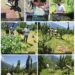 Central Kashmir Excise Range destroys Poppy cultivation at multiple locations