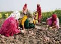 J&K Govt notifies agriculture pause periods under VB-GRAM G to protect peak sowing, harvesting seasons