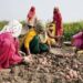 J&K Govt notifies agriculture pause periods under VB-GRAM G to protect peak sowing, harvesting seasons
