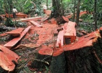 Forest Department refutes News Report